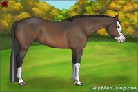 Horse Color:Buckskin Splash