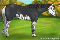 Horse Color:Black  and Black Splash 