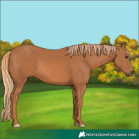 Horse Color:Chestnut 