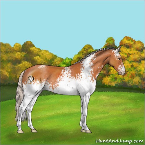 Horse Color:White Spotted Silver Bay Rabicano 