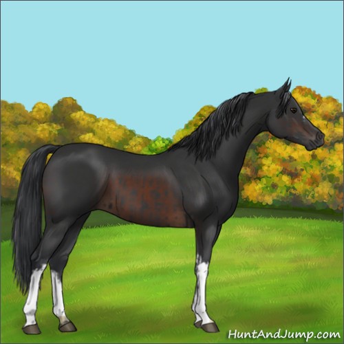 Horse Color:Black  and Brown 