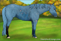 Horse Color:ERROR: UNKNOWN ANOMALY