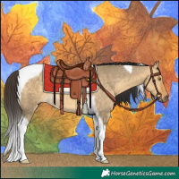 Horse Color:Buckskin Dun Tobiano 