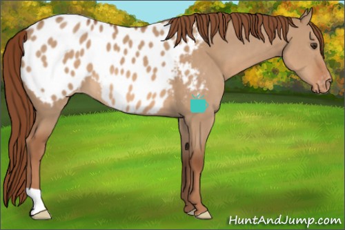 Horse Color:Red Dun Appaloosa 