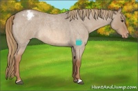 Horse Color:Red Dun Roan Appaloosa 