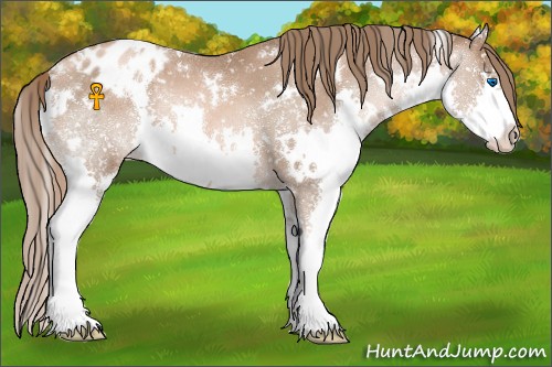 Horse Color:White Spotted Liver Chestnut Pearl Sabino Splash Appaloosa 
