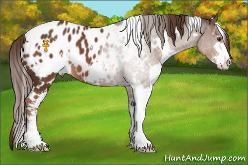 Horse Color:White Spotted Liver Chestnut Sabino Appaloosa 