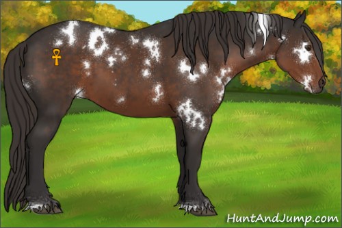 Horse Color:White Spotted Liver Chestnut 
