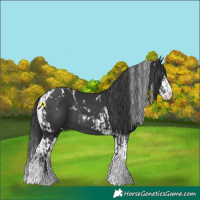 Horse Color:Black Sabino Tobiano and White Spotted Black Splash Tobiano Rabicano