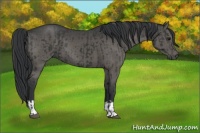 Horse Color:Black  and Black 