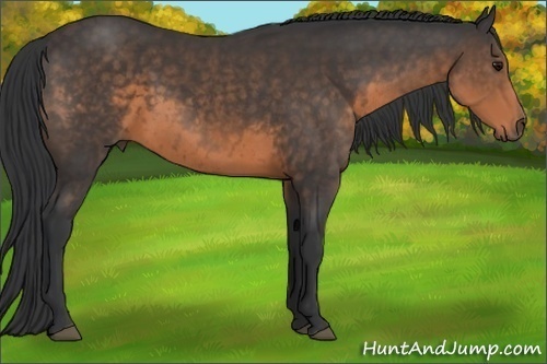 Horse Color:Buckskin 