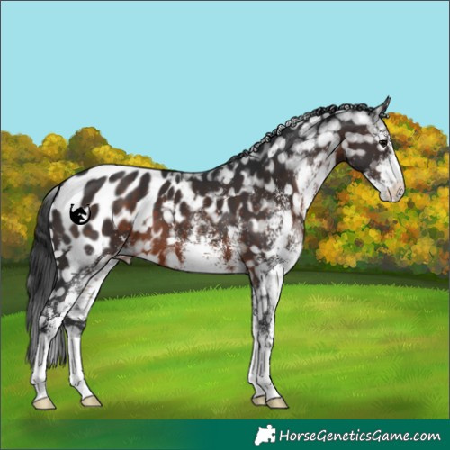 Horse Color:White Spotted Brown Blanket 