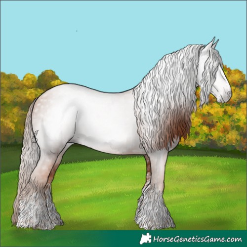 Horse Color:Gray White Spotted Gold Champagne 