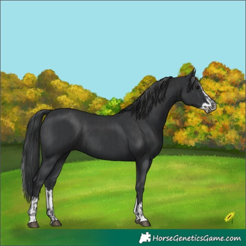 Horse Color:Black  and Black Splash 