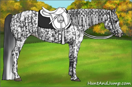 Horse Color:Black and White Spotted Black