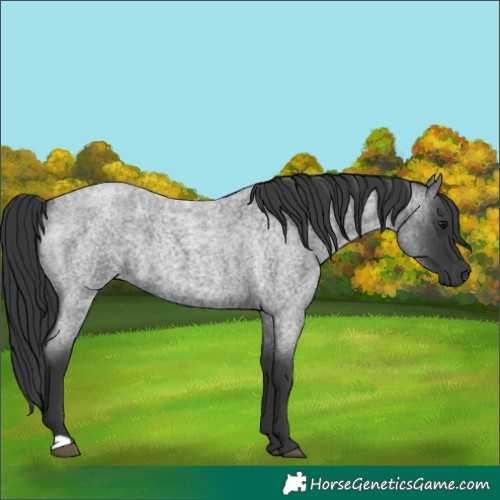 Horse Color:Blue Roan 