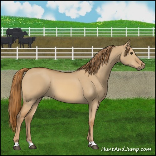 Horse Color:Red Dun 