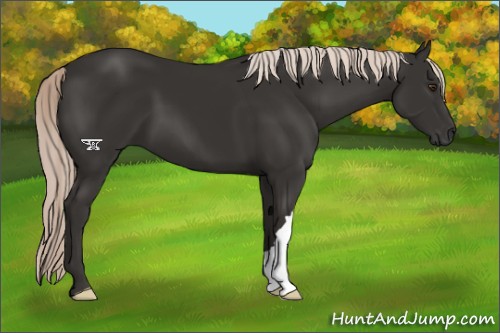 Horse Color:Liver Chestnut Mushroom 