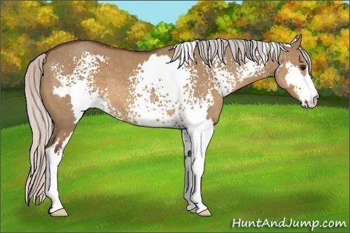 Horse Color:White Spotted Silver Brown Dun Frame