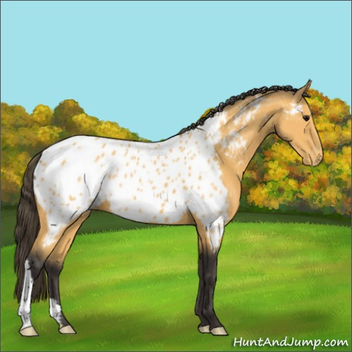 Horse Color:Buckskin Near Leopard 