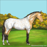 Horse Color:Buckskin Appaloosa 