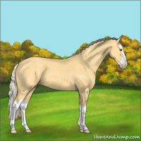 Horse Color:Palomino Dun Splash 