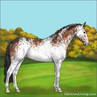 Horse Color:White Spotted Bay Appaloosa