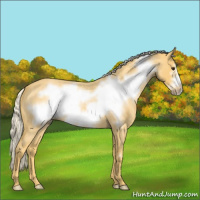 Horse Color:Palomino Roan Frame