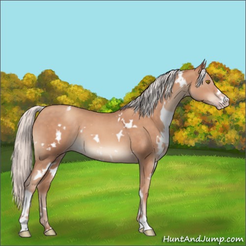 Horse Color:White Spotted Silver Sable Champagne 