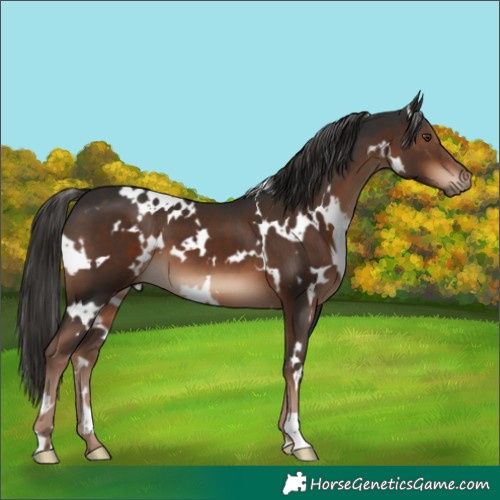 Horse Color:White Spotted Liver Chestnut 