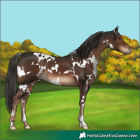 Horse Color:White Spotted Liver Chestnut 
