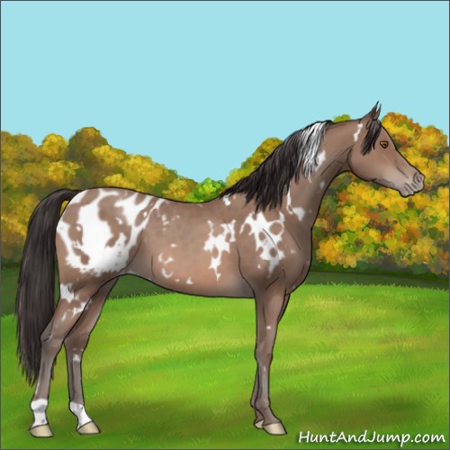 Horse Color:White Spotted Sable Champagne Appaloosa 