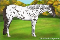 Horse Color:Smoky Black Sabino Tobiano Near Leopard 
