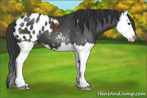 Horse Color:Black Sabino Splash Appaloosa