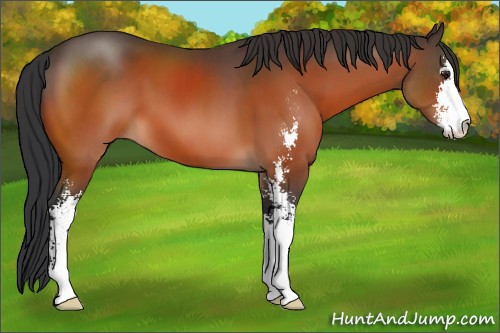Horse Color:Brown Sabino