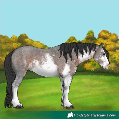 Horse Color:White Spotted Brown Sabino