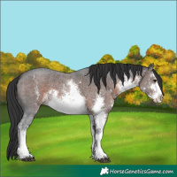 Horse Color:White Spotted Brown Sabino