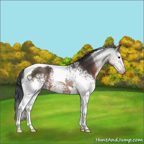 Horse Color:White Spotted Brown Tobiano Rabicano 