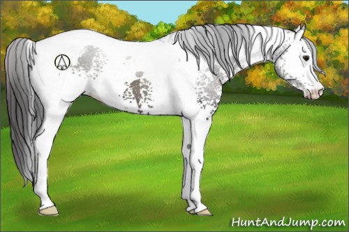 Horse Color:White Spotted Smoky Black Tobiano Appaloosa 