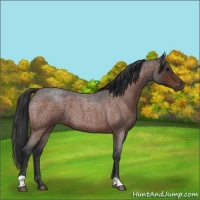 Horse Color:Bay Roan 