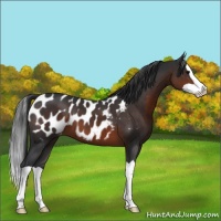Horse Color:Brown Splash Appaloosa 
