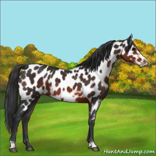 Horse Color:Brown Frame Appaloosa 