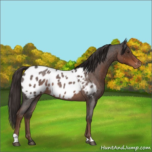 Horse Color:Liver Red Roan Appaloosa 