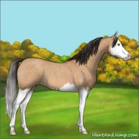 Horse Color:Buckskin Roan Dun Splash 