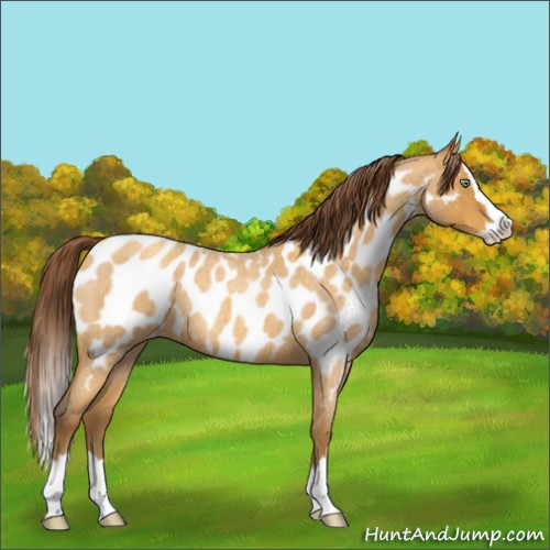 Horse Color:Sable Cream Champagne Roan Splash Near Leopard 