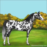 Horse Color:Blue Roan Splash Near Leopard 