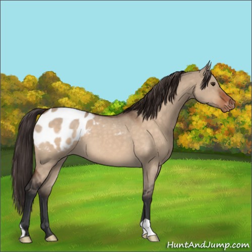 Horse Color:Brown Roan Dun Appaloosa 