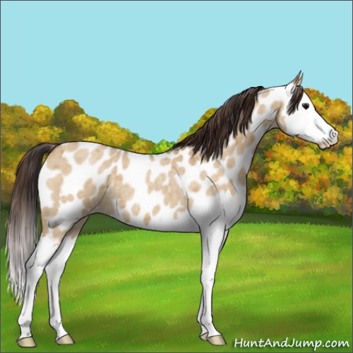 Horse Color:Buckskin Roan Dun Splash Appaloosa 
