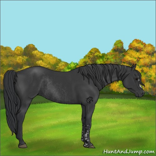 Horse Color:Black  and Black Rabicano 