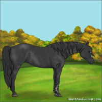 Horse Color:Black  and Black Rabicano 